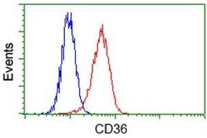 Flow Cytometry (FACS) image for anti-CD36 (CD36) antibody (ABIN1497274) (CD36 Antikörper)