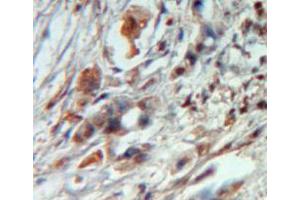 Used in DAB staining on fromalin fixed paraffin-embedded pancreas tissue (SDC4 Antikörper  (AA 23-149))