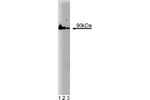 Western Blotting (WB) image for anti-Heat Shock Protein 90 (HSP90) (AA 586-732) antibody (ABIN967958) (HSP90 Antikörper  (AA 586-732))