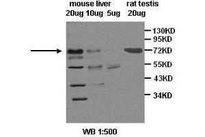 Image no. 2 for anti-Scavenger Receptor Class B, Member 1 (SCARB1) antibody (ABIN791178) (SCARB1 Antikörper)