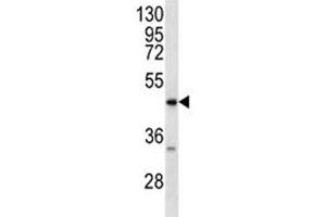 RAGE antibody western blot analysis in MDA-MB231 lysate.