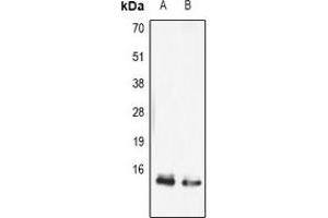 Western blot analysis of FABP5 expression in mouse skin (A), mouse thymus (B) whole cell lysates.