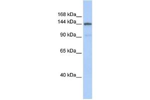 WB Suggested Anti-COL1A2 Antibody Titration: 0. (COL1A2 Antikörper  (Middle Region))