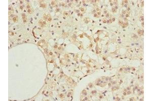 Immunohistochemistry of paraffin-embedded human adrenal gland tissue using ABIN7156132 at dilution of 1:100 (KPNA6 Antikörper  (AA 277-536))
