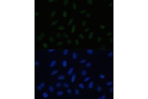 Immunofluorescence analysis of U-2 OS cells using PELP1 Polyclonal Antibody (ABIN3023501, ABIN3023502, ABIN3023503 and ABIN6220149) at dilution of 1:100 (40x lens). (PELP1 Antikörper  (AA 1021-1180))