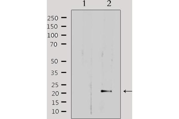 MRPL32 Antikörper  (Internal Region)