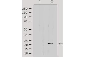 Western blot analysis of extracts from HepG2, using MRPL32 Antibody.