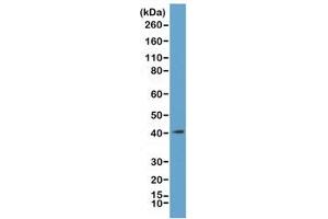 Western blot of acid extracts from K562 cells, using recombinant MacroH2A. (Rekombinanter H2AFY Antikörper  (C-Term))