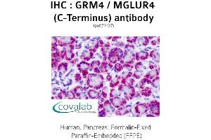 Image no. 2 for anti-Glutamate Receptor, Metabotropic 4 (GRM4) (C-Term) antibody (ABIN1735271) (Metabotropic Glutamate Receptor 4 Antikörper  (C-Term))