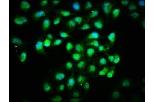 Immunofluorescence staining of Hela cells with ABIN7156000 at 1:166, counter-stained with DAPI. (HMGCS1 Antikörper  (AA 360-520))
