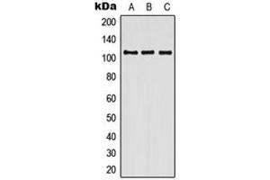 Western blot analysis of Contactin 3 expression in HEK293T (A), SP2/0 (B), H9C2 (C) whole cell lysates.