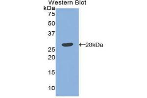 Western Blotting (WB) image for anti-Angiopoietin 1 (ANGPT1) (AA 266-497) antibody (ABIN3209773) (Angiopoietin 1 Antikörper  (AA 266-497))