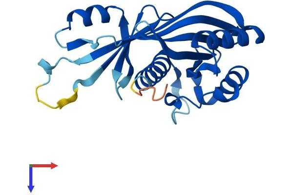 MED20 Protein (AA 1-212) (His tag)