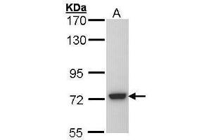 WB Image Sample (30 ug of whole cell lysate) A: Molt-4 , 7. (SGSH Antikörper  (C-Term))