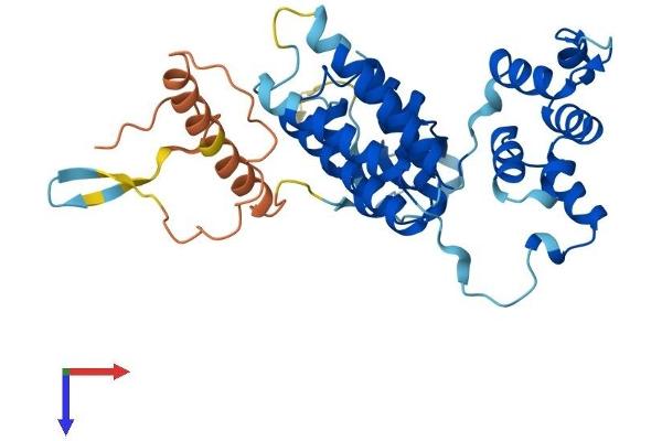 FBXO32 Protein (AA 1-355) (His tag)