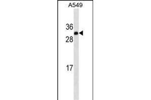 IGF2 Antibody ABIN1539926 western blot analysis in A549 cell line lysates (35 μg/lane). (IGF2 Antikörper  (AA 39-68))