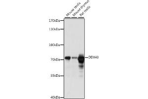 Western blot analysis of extracts of various cell lines, using DDX43 antibody (ABIN7266697) at 1:1000 dilution. (DDX43 Antikörper  (AA 429-648))