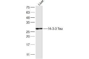 Rat Liver lysates probed with 14-3-3 Tau Polyclonal Antibody, Unconjugated  at 1:300 dilution and 4˚C overnight incubation. (14-3-3 theta Antikörper  (AA 31-130))