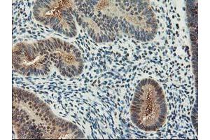 Image no. 5 for anti-NIF3 NGG1 Interacting Factor 3-Like 1 (NIF3L1) antibody (ABIN1496615) (NIF3L1 Antikörper)