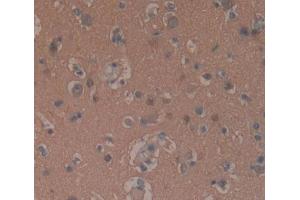 Used in DAB staining on fromalin fixed paraffin- embedded brain tissue (GNaZ Antikörper  (AA 2-219))