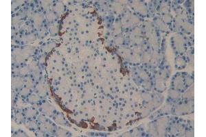 Detection of PDL2 in Rat Pancreas Tissue using Polyclonal Antibody to Programmed Cell Death Protein 1 Ligand 2 (PDL2) (PDCD1LG2 Antikörper  (AA 21-268))