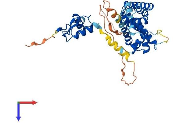 NR2E1 Protein (AA 1-385) (His tag)