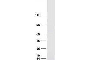 Validation with Western Blot (ELP4 Protein (Myc-DYKDDDDK Tag))