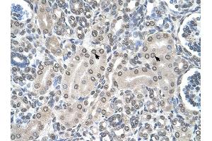 SHMT2 antibody was used for immunohistochemistry at a concentration of 4-8 ug/ml to stain Epithelial cells of renal tubule (arrows) in Human Kidney. (SHMT2 Antikörper)