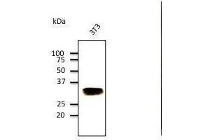 Anti-Rabll Ab at 1/500 dilution, Hepa cell line lysates at 100 µg per Iane, rabbit polyclonal to goat lµg (HRP) at 1/10,000 dilution, (RAB32 Antikörper  (C-Term))
