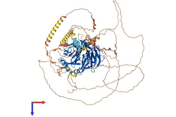 DCAF5 Protein (AA 1-946) (His tag)