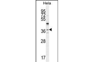 SELV Antibody (C-term) (ABIN655287 and ABIN2844877) western blot analysis in Hela cell line lysates (35 μg/lane). (Selenoprotein V Antikörper  (C-Term))