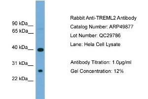 WB Suggested Anti-TREML2  Antibody Titration: 0. (TREML2 Antikörper  (N-Term))