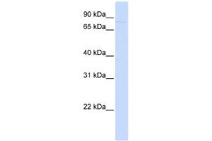 CDH12 antibody used at 1 ug/ml to detect target protein. (Cadherin 12 Antikörper)