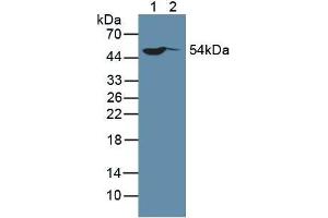 Western blot analysis of (1) Human HeLa cells and (2) Human MCF-7 Cells. (SP100 Antikörper  (AA 610-802))