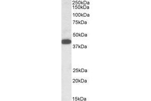 Image no. 1 for anti-alpha-1,4-N-Acetylglucosaminyltransferase (A4GNT) (AA 317-330) antibody (ABIN466853) (A4GNT Antikörper  (AA 317-330))