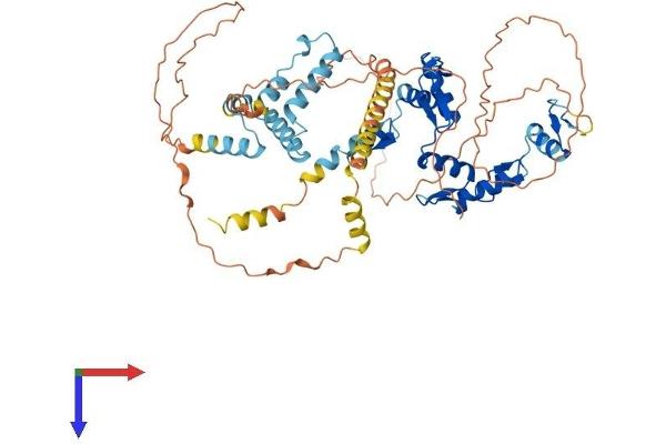 ZKSCAN1 Protein (AA 1-563) (His tag)