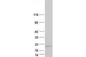Western Blotting (WB) image for Proline-Rich Acidic Protein 1 (PRAP1) (Transcript Variant 2) protein (Myc-DYKDDDDK Tag) (ABIN2729553)