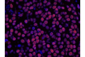 Immunofluorescence (IF) image for anti-Histone Deacetylase 2 (HDAC2) (C-Term) antibody (ABIN7448973)