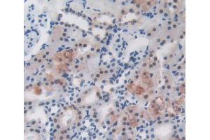 Used in DAB staining on fromalin fixed paraffin- embedded Kidney tissue (LRRC32 Antikörper  (AA 162-405))