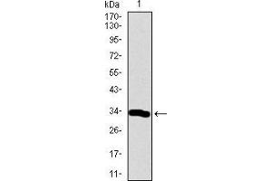 Western blot analysis using Neurod mAb against human Neurod recombinant protein. (NEUROD1 Antikörper  (AA 26-91))