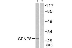 Western Blotting (WB) image for anti-SUMO/sentrin Specific Peptidase Family Member 8 (SENP8) (C-Term) antibody (ABIN1848851) (SENP8 Antikörper  (C-Term))