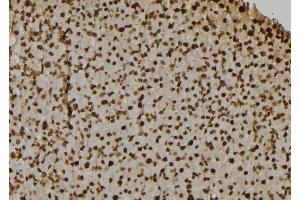 ABIN6268664 at 1/100 staining Rat liver tissue by IHC-P. (Caspase 7 Antikörper  (N-Term))