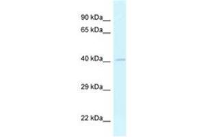 Image no. 1 for anti-GRP1 (General Receptor For phosphoinositides 1)-Associated Scaffold Protein (GRASP) (AA 85-134) antibody (ABIN6747734) (Tamalin/GRASP Antikörper  (AA 85-134))