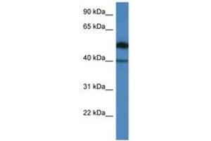 Image no. 1 for anti-Chromosome 9 Open Reading Frame 64 (C9orf64) (AA 45-94) antibody (ABIN6746561) (C9orf64 Antikörper  (AA 45-94))