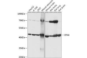 Western blot analysis of extracts of various cell lines, using CP antibody (ABIN7266080) at 1:1000 dilution. (CPA4 Antikörper  (AA 114-280))