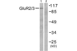 Western Blotting (WB) image for anti-Glutamate Receptor, Ionotropic, AMPA 2/3 (GRIA2/3) (C-Term) antibody (ABIN1848570) (mGluR2/3 Antikörper  (C-Term))