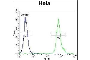 LRRC45 Antibody (C-term) (ABIN655315 and ABIN2844894) flow cytometric analysis of Hela cells (right histogram) compared to a negative control cell (left histogram). (LRRC45 Antikörper  (C-Term))