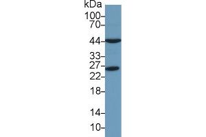 Peroxiredoxin 6 Antikörper  (AA 1-224)