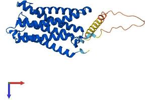 Cytochrome B Reductase 1 Protein (CYBRD1) (AA 1-286) (His tag)