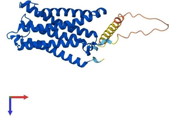 Cytochrome B Reductase 1 Protein (CYBRD1) (AA 1-286) (His tag)